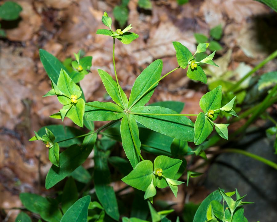 Euphorbia in faggeta - Euphorbia dulcis